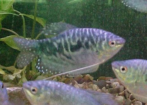 [ikan sepat Trichogaster trichopterus 2[4].jpg]